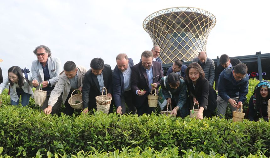 Çinli akademisyenler Uluslararası Çay Günü'nde Rize'de çay topladı
