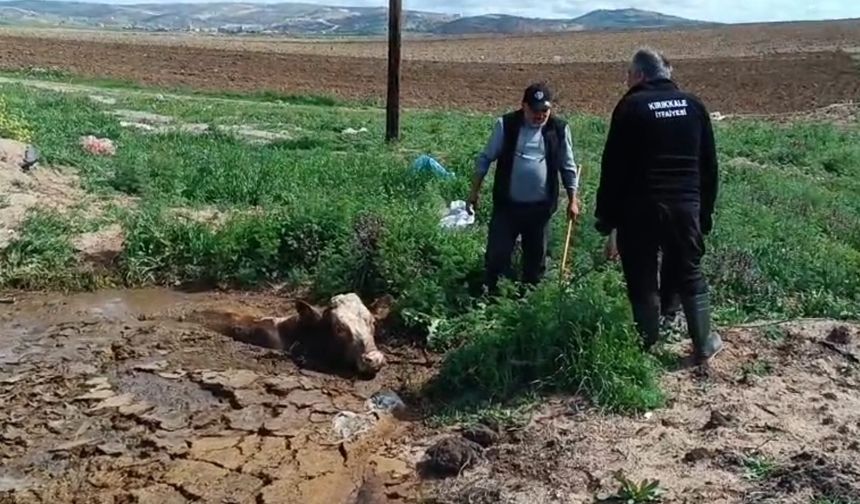 Boynuna kadar batağa saplanan ineği itfaiye kurtardı!