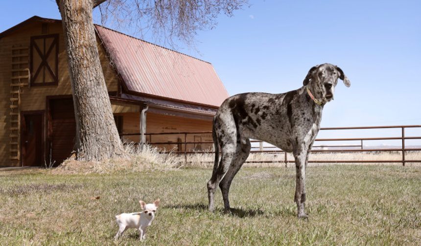 Dünyanın en büyük ve en küçük köpekleri bir araya geldi