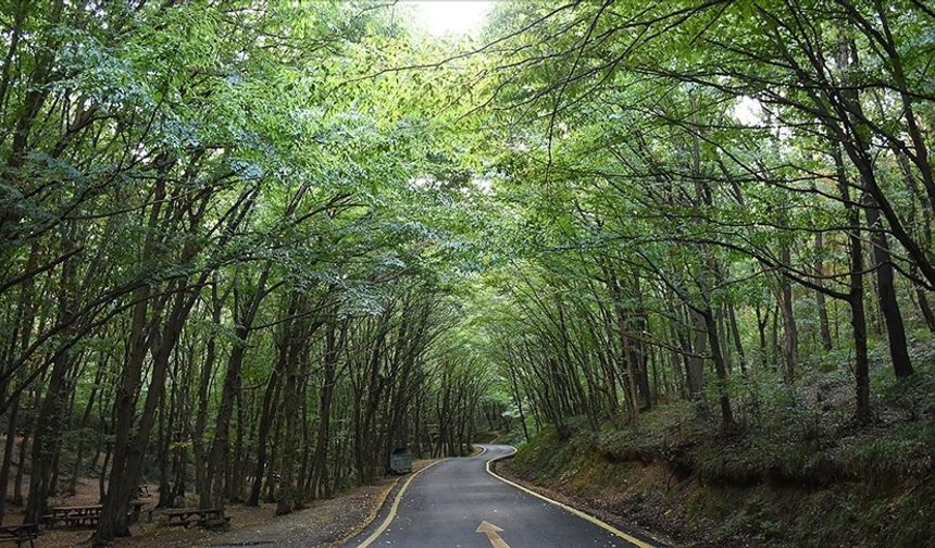 İzmir'de ormanlık alanlara girişler yasaklandı