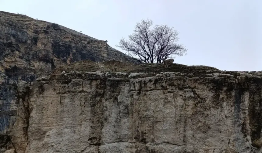 Tunceli’de uçurumdan düşen kişi hayatını kaybetti