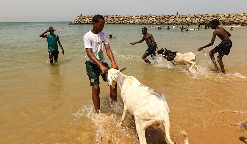 Senegal'de kurbanlıklar bayrama okyanusta yıkanarak hazırlanıyor