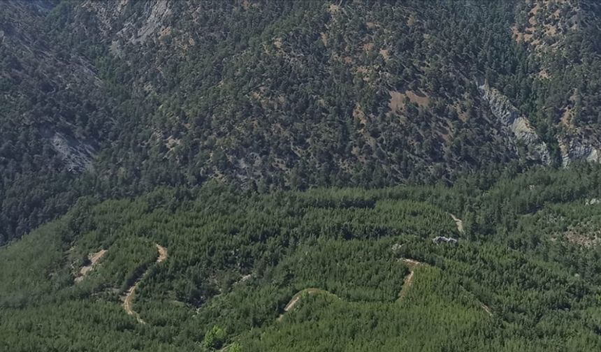 Muğla'nın bazı bölgelerinde ormanlık alanlara giriş yasaklandı