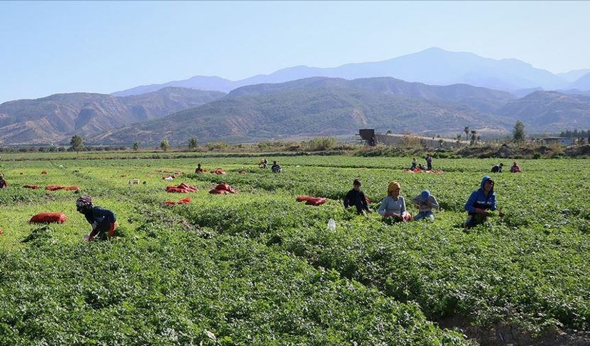 Hatay'da devrilen midibüsteki 25 tarım işçisi yaralandı
