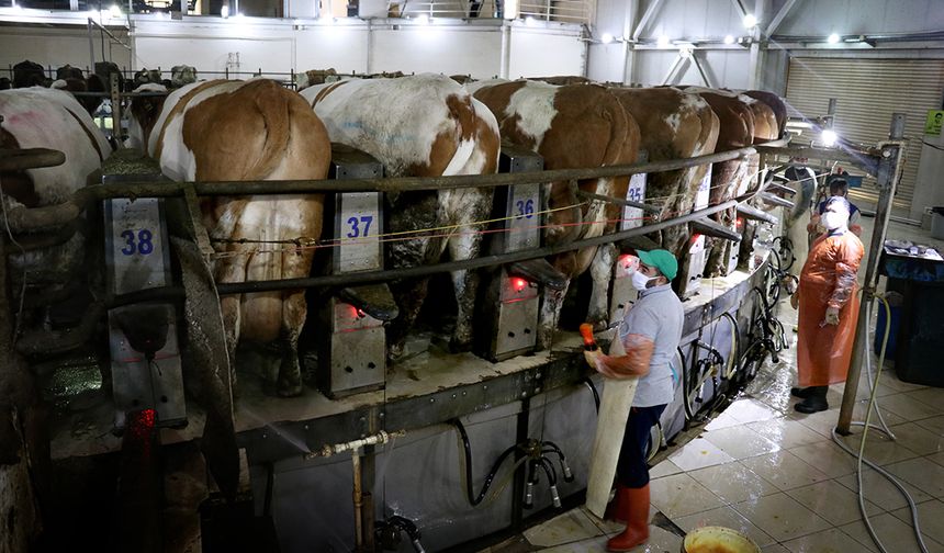 Tarım ve Orman Bakanlığından uyarı! Yeni hastalık ölüm saçıyor!