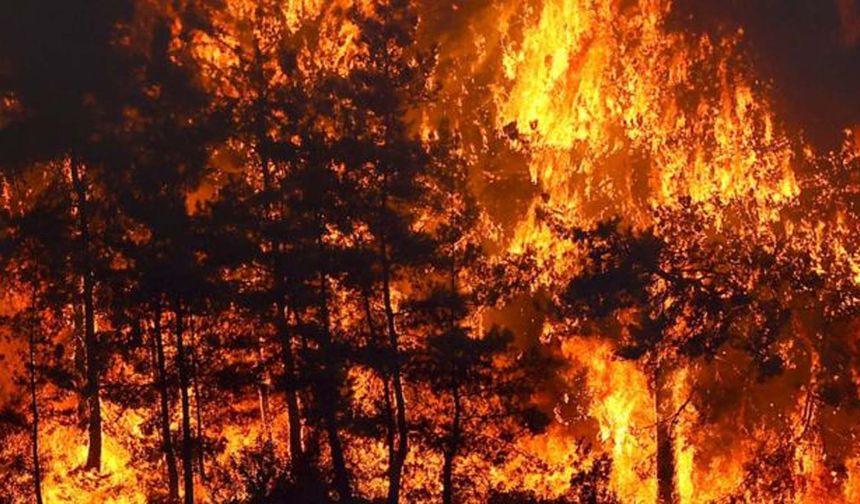 Türkiye'deki orman yangınlarında son durum ne?