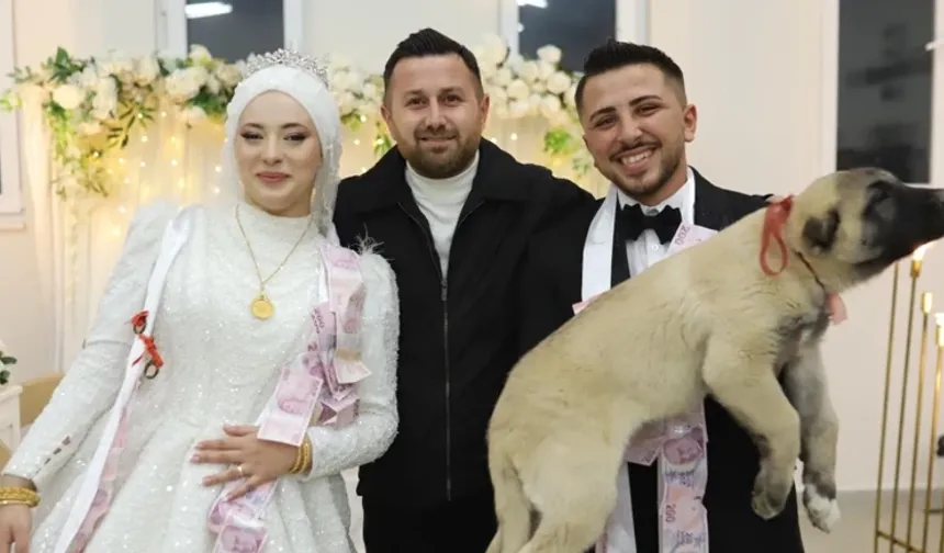 Denizli’de düğün hediyesi şaşırttı: Damada kangal köpeği takıldı