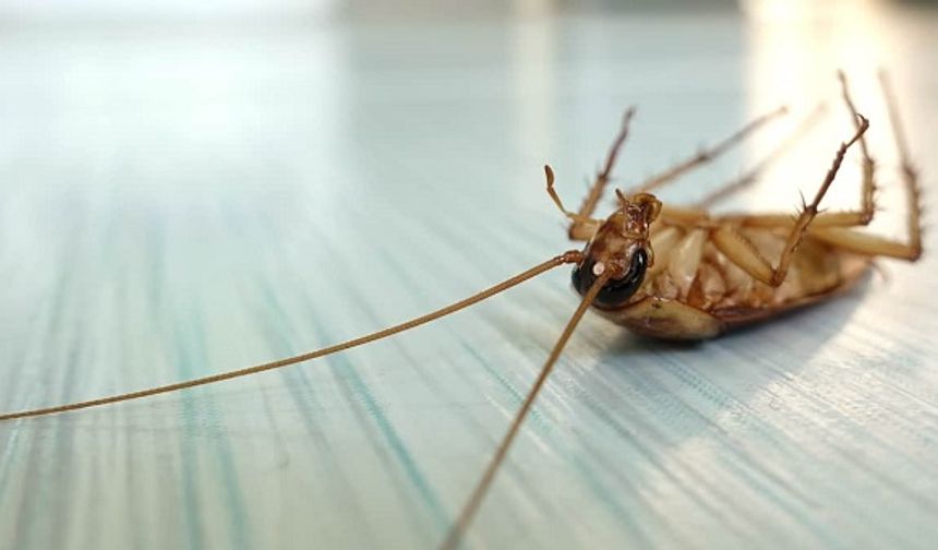 Böcek ilaçları artık reçetesiz satılamayacak