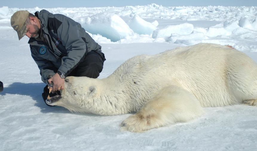 İklim krizi kutup ayılarını vurdu: Sıcaklıklara uyum sağlıyorlar!