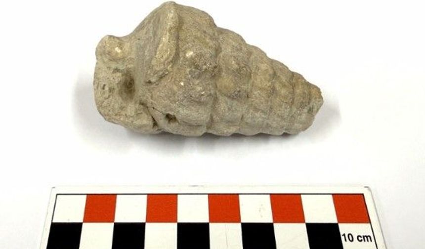 66 milyon yıllık Gastropoda fosili Ankara'da bulundu